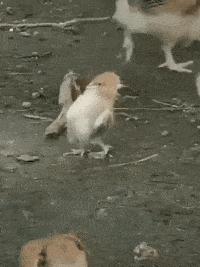 女朋友说她不能穿比较紧的衣服，我瞬间就懂了，效果原来是这样的