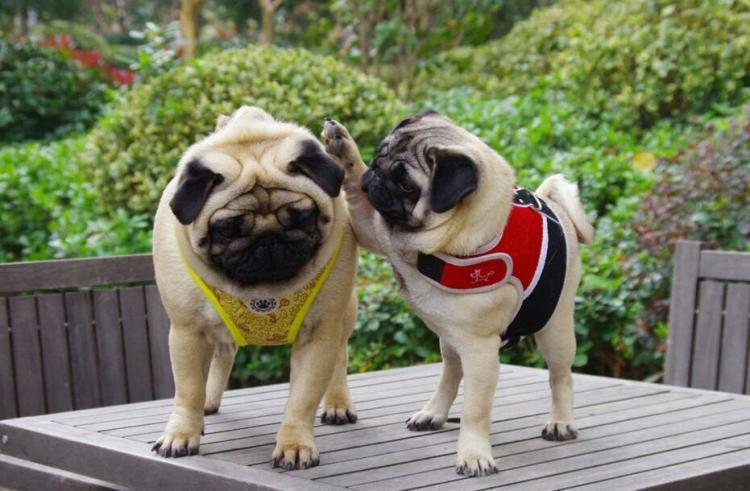 巴哥犬为什么有斑,巴哥犬有泪痕严重怎么办