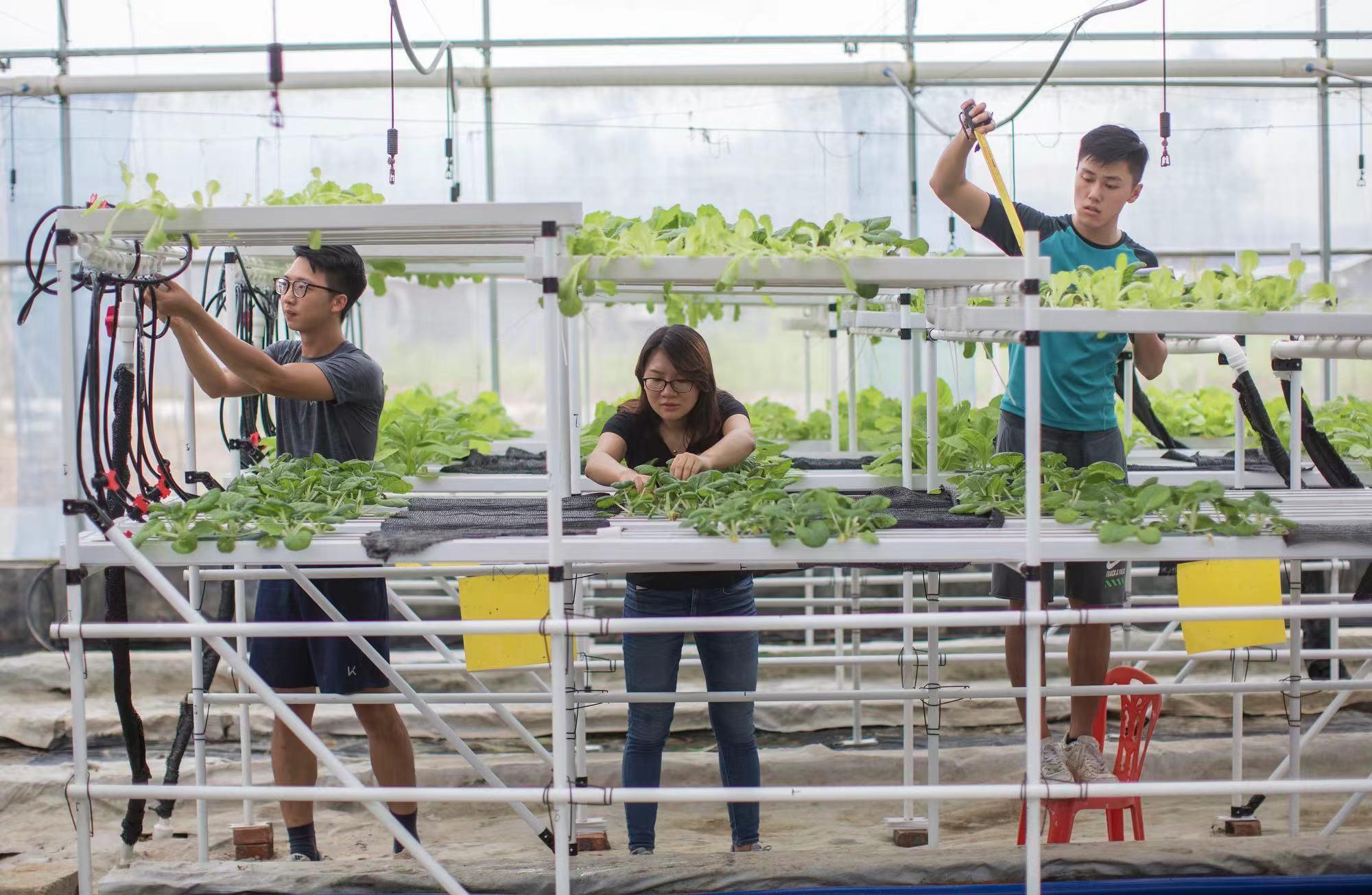 “传销”还是种菜？香港青年在大湾区创业的苦与乐丨约创大湾区