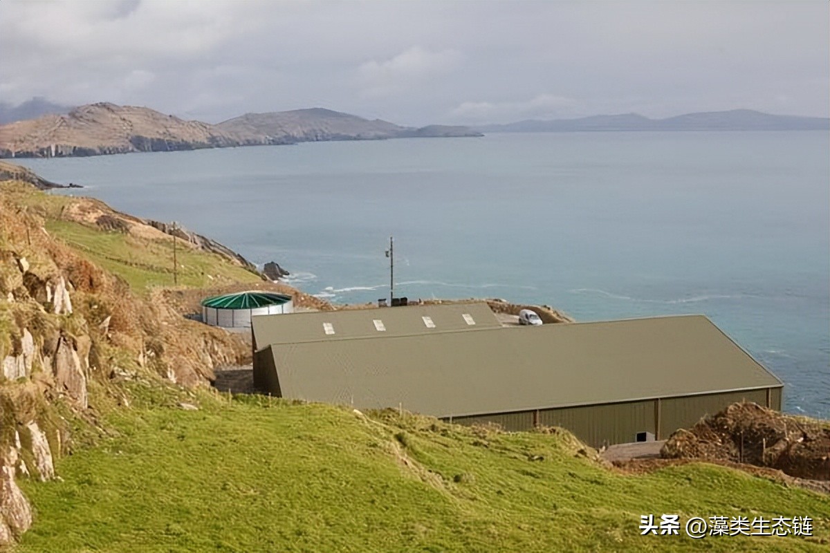 爱尔兰海藻有什么作用,爱尔兰海藻有什么好处