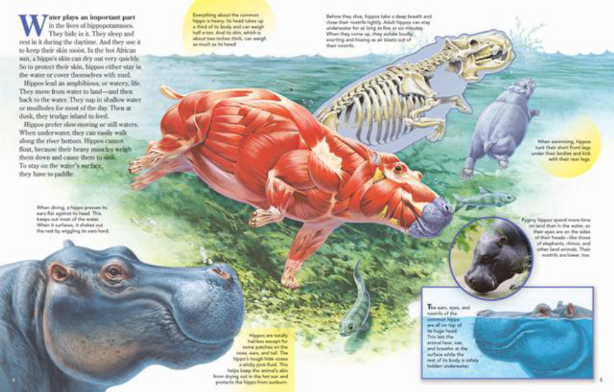 河马粪便致上万条鱼死亡,河马被粪便憋死