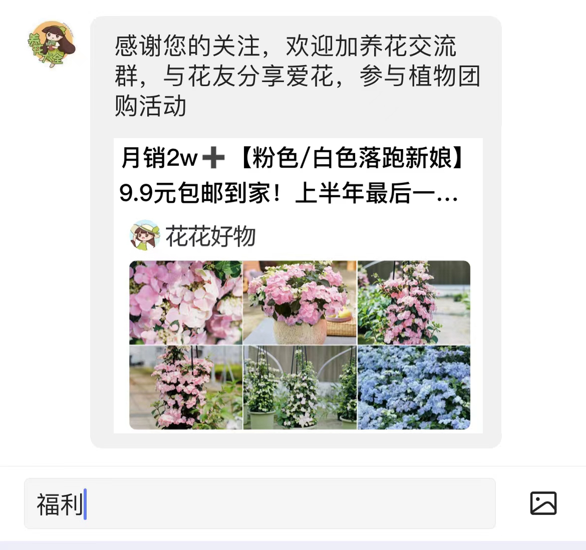 如何养沙漠玫瑰才能爆盆,沙漠玫瑰盆栽怎么养才能经常开花