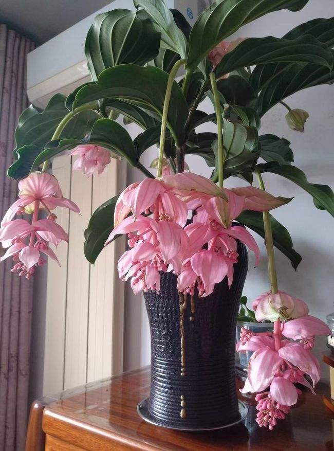 会开花的吊兰有几种,十种最好养的吊兰花