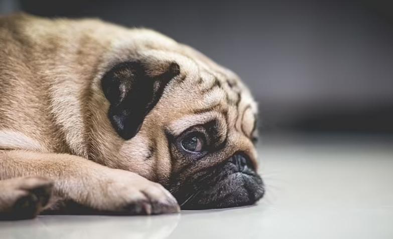 巴哥犬最大的特点,巴哥犬的3个优点和4个缺点