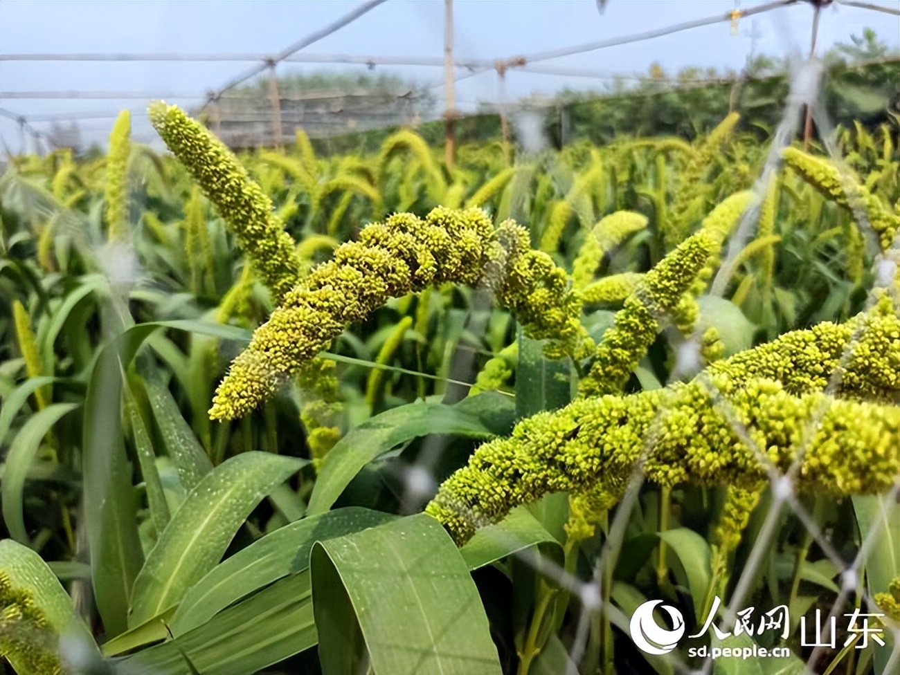 山东盐碱地农业示范基地,山东优质盐碱地改良方法