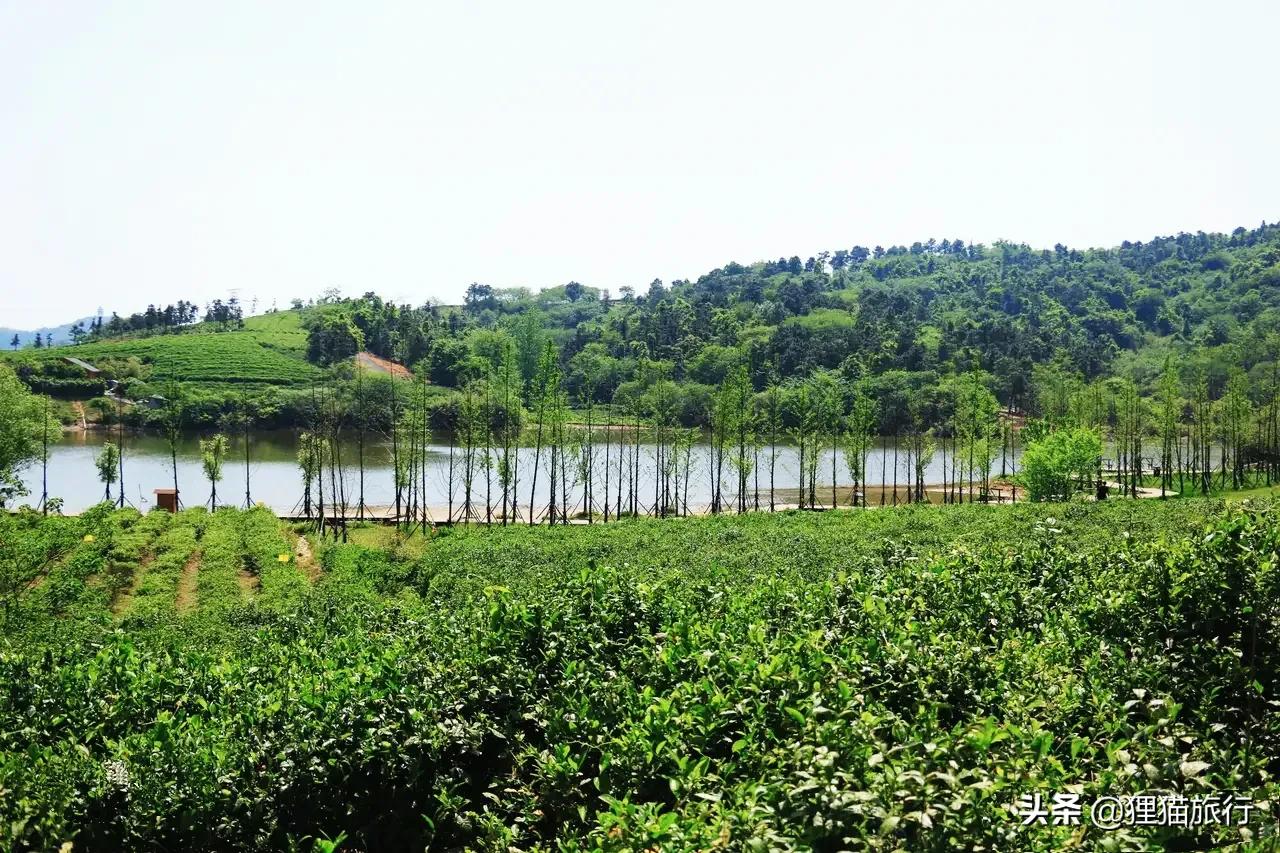 南京江宁区离南京长江大桥有多远,南京长江下有隧道吗