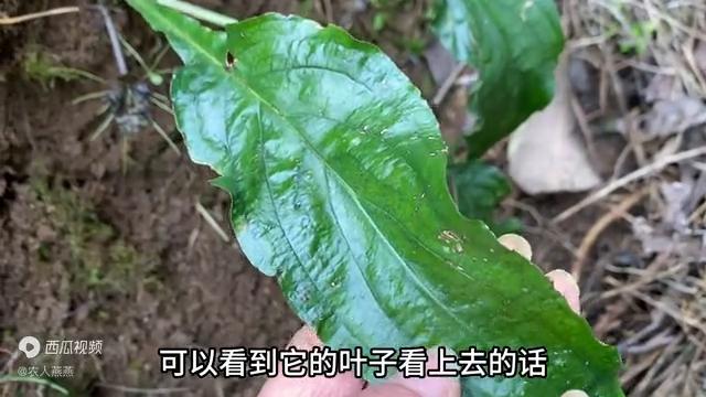 有白头发不用愁,有白头发的不要发愁