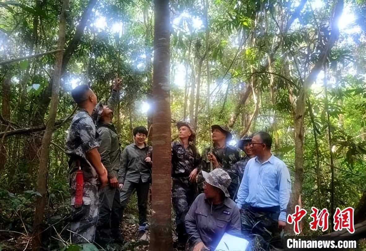 一两沉香万两金国内公认,一两沉香木