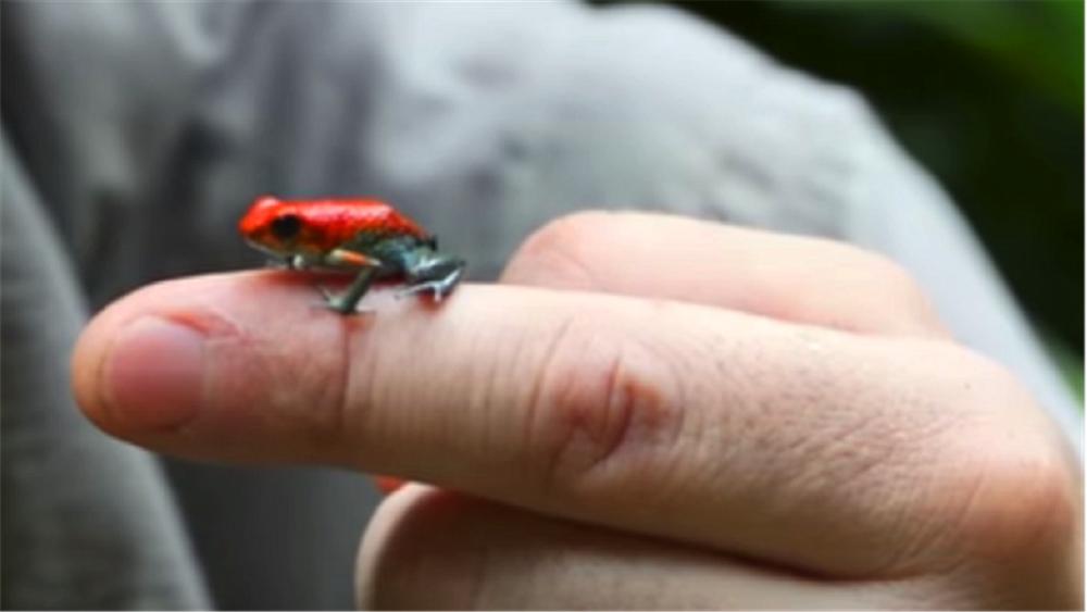 箭毒蛙为什么成为濒危动物,箭毒蛙世界上最毒的蛙