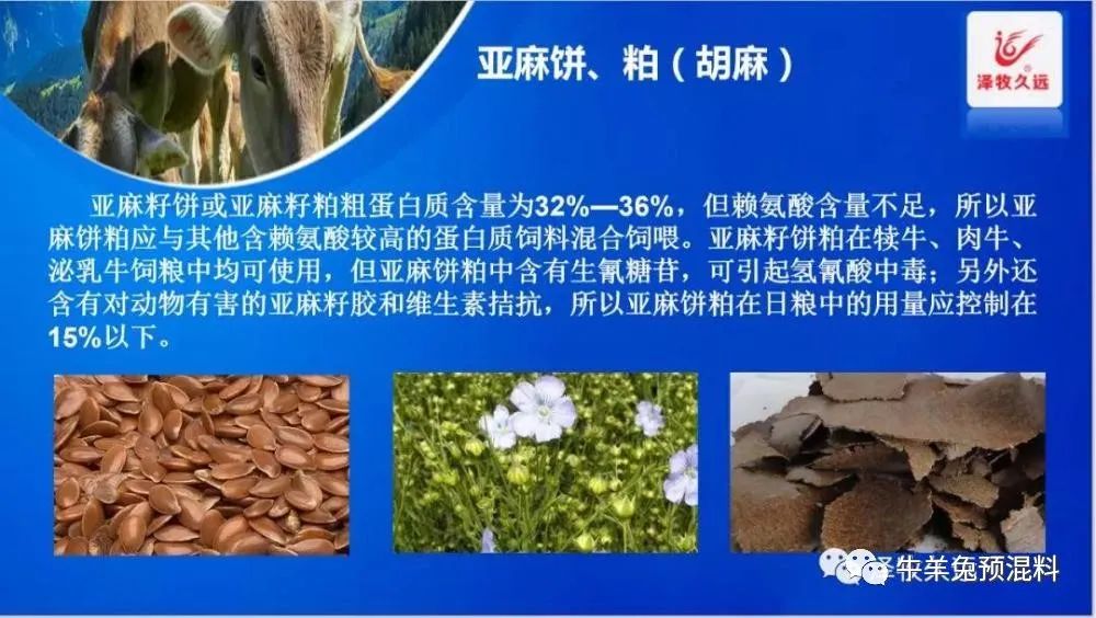 养牛花生饼可以替代豆粕吗,豆粕上涨为何如此疯狂