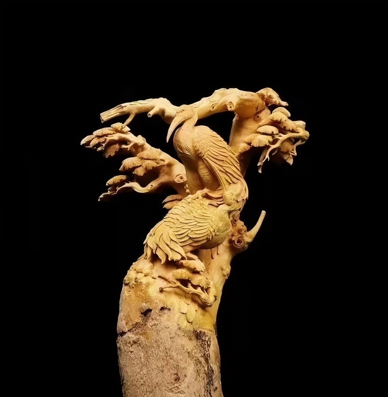 最好看的黄杨木,十种最好看的黄杨木