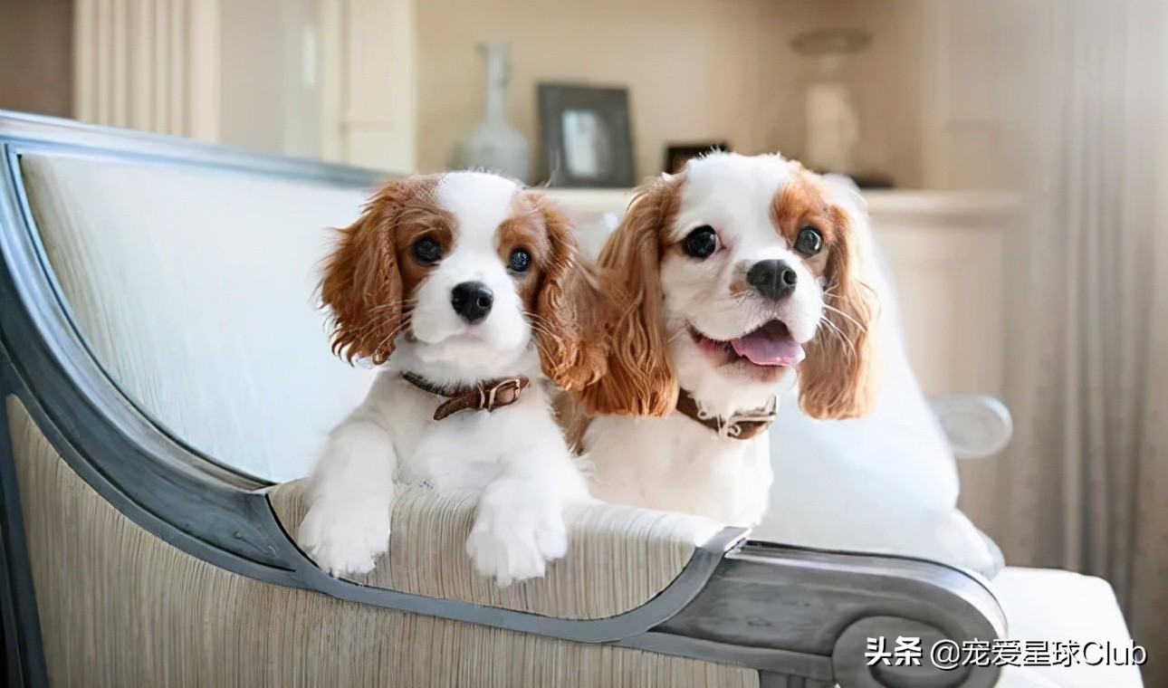 查尔斯王骑士猎犬智商,查尔斯骑士猎犬