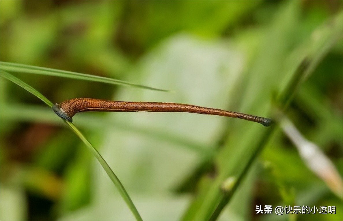 如果蚂蟥吃进肚子里能长期存活吗,蚂蟥食入体内能存活吗