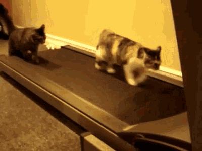 公猫绝育怎么知道做得彻不彻底,公猫绝育到底好不好