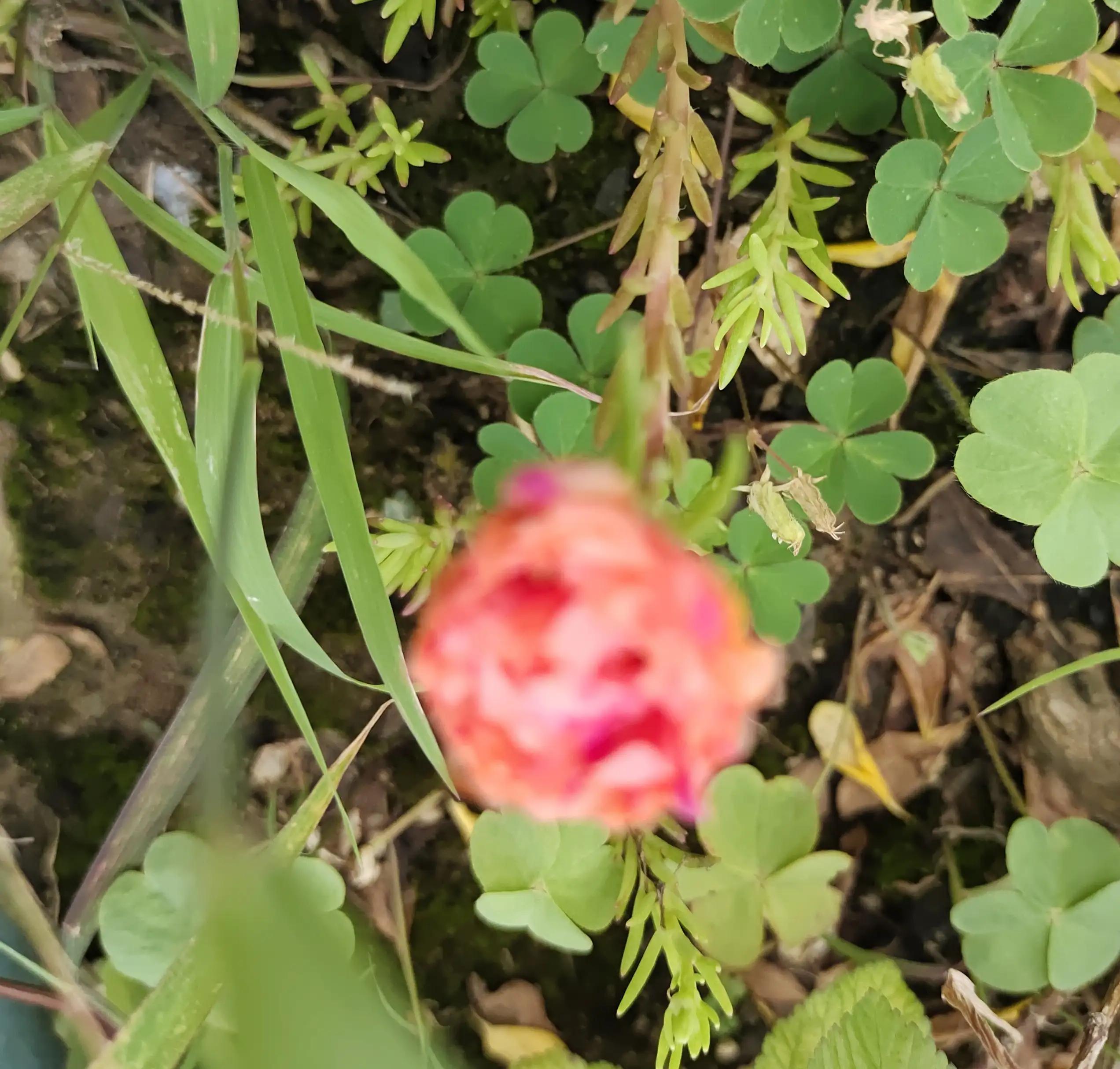 十天不在家里绿植怎么浇水,十天不浇水会死吗