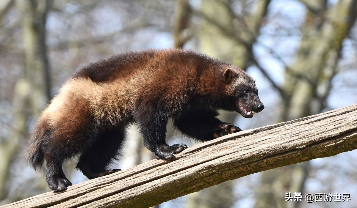 鼬鼠本领,鼬科动物为什么这么敏捷
