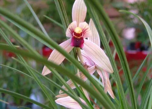 十种最有名的兰花图片,最美的100种兰花图片