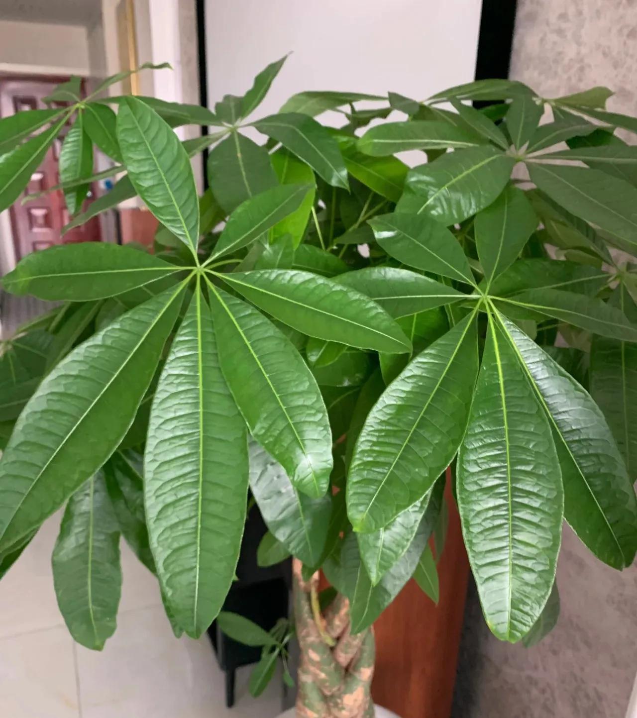 一年四季开花好养的植物吸甲醛,吸甲醛净化空气的花草