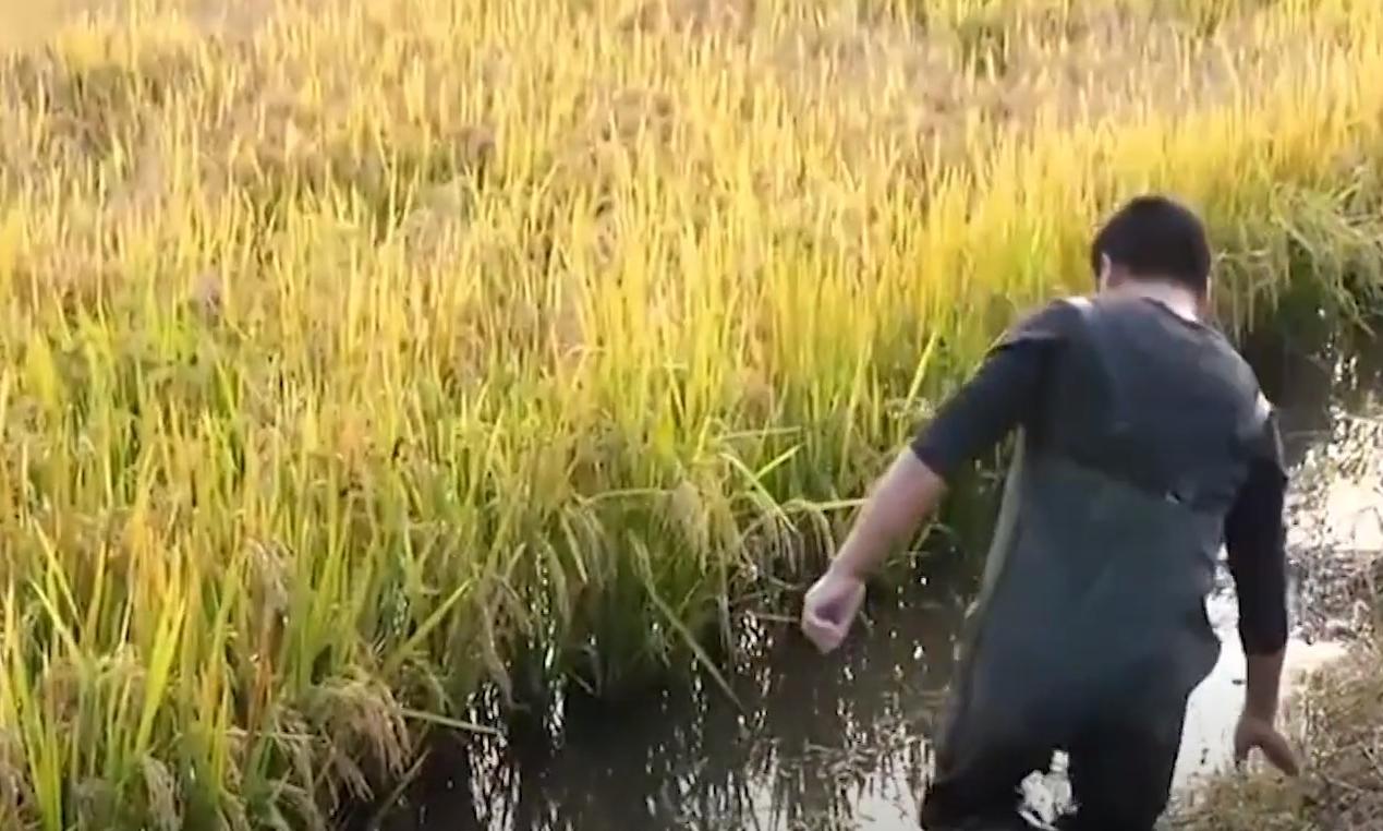 大闸蟹有什么商机,养殖大闸蟹一年可以赚多少钱