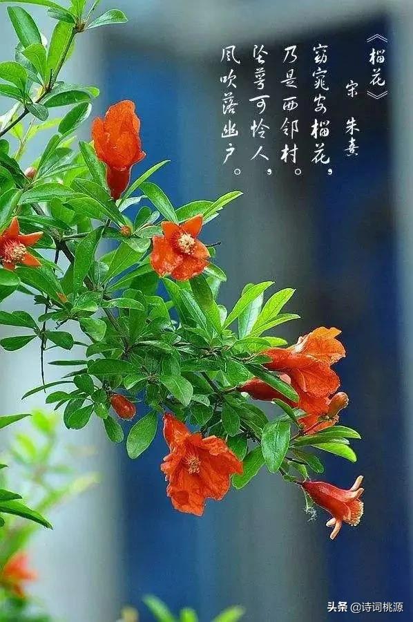 荷风有意透轩窗，夏夜芙蓉着艳妆：夏之韵七绝，月辉清韵透荷香