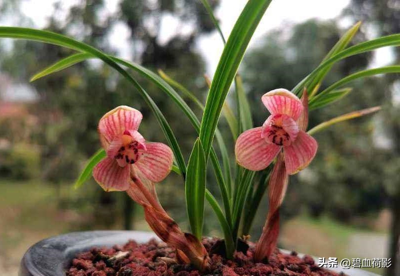 一棵蕙兰卖800万图片,卖了800多万的蕙兰长啥样