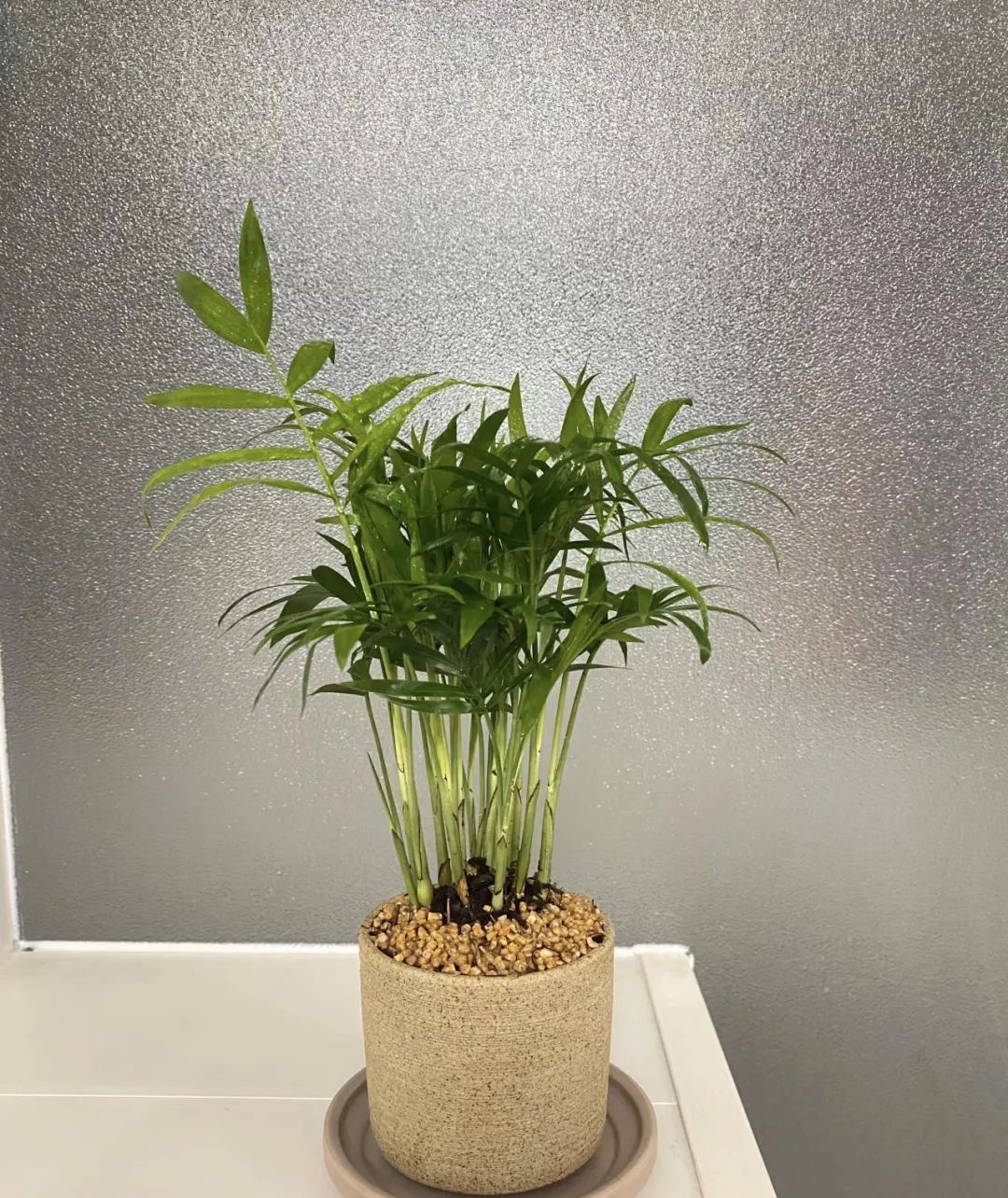 室内养什么绿植吸收甲醛量最高,吸收甲醛最佳且好养的十种植物