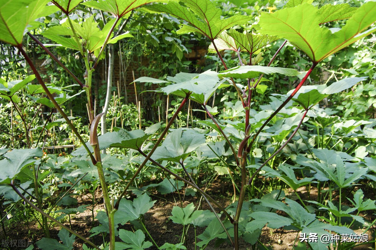 秋葵怎样浇水施肥,移栽秋葵苗后怎么浇水施肥