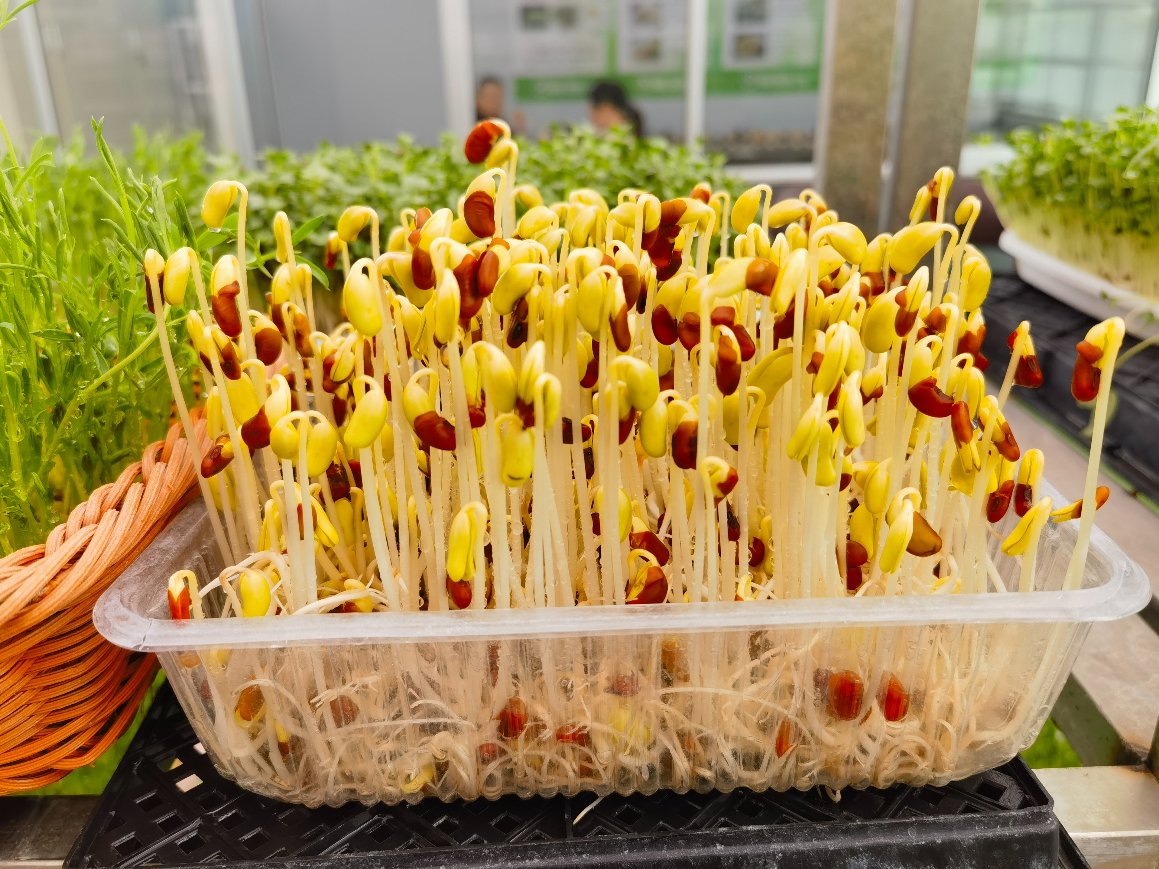 种植芽苗菜加盟,芽苗菜种植前景及利润