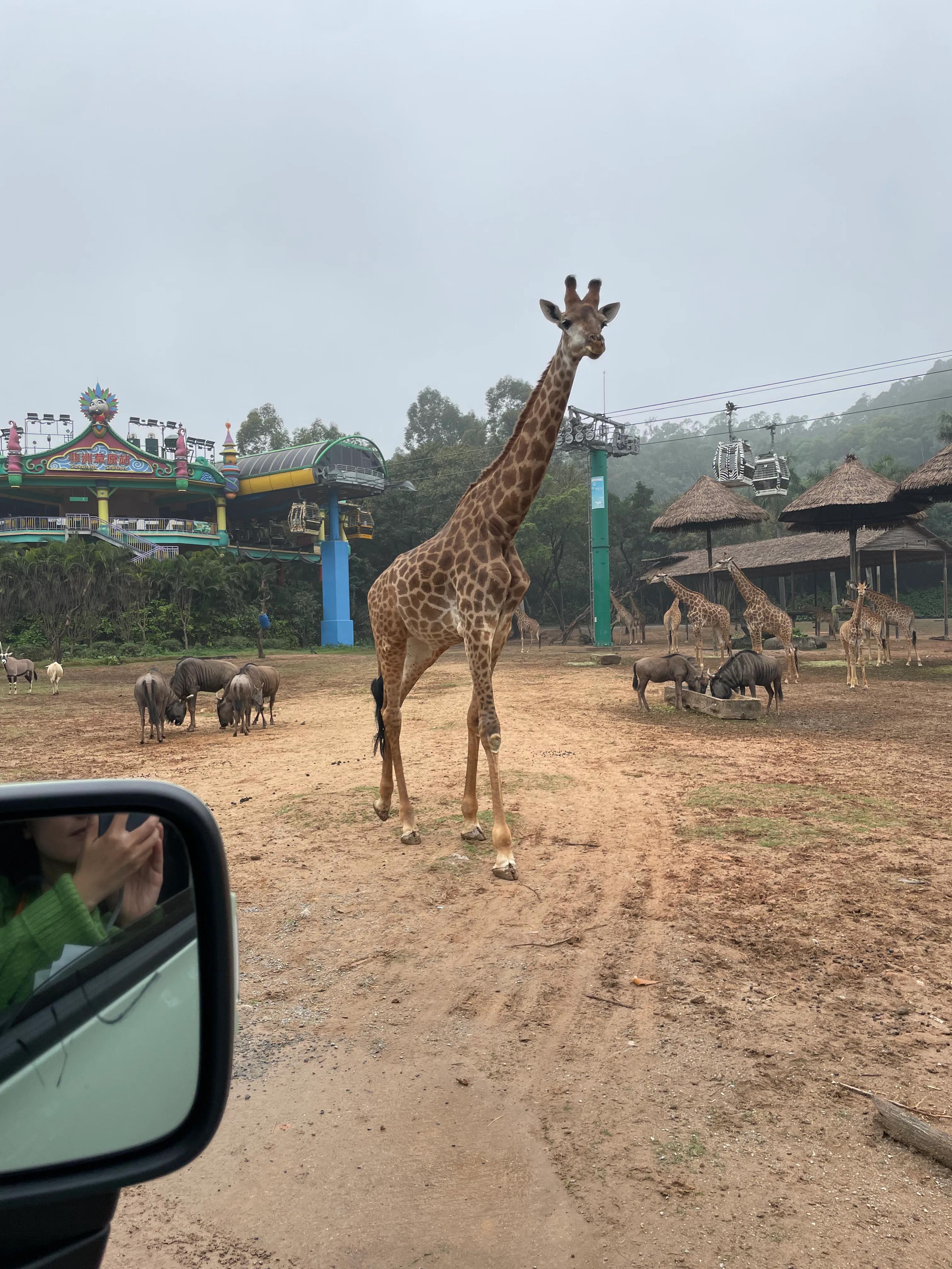 鐝犳捣闀块殕閲庣敓鍔ㄧ墿鍥拰娴锋磱鐜嬪浗,鐝犳捣闀块殕娴锋磱鐜嬪浗涓庨噹鐢熷姩鐗╁洯
