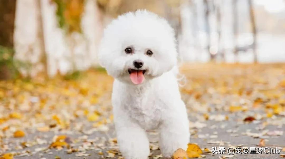 比熊犬语言大全,比熊犬照片棉花糖