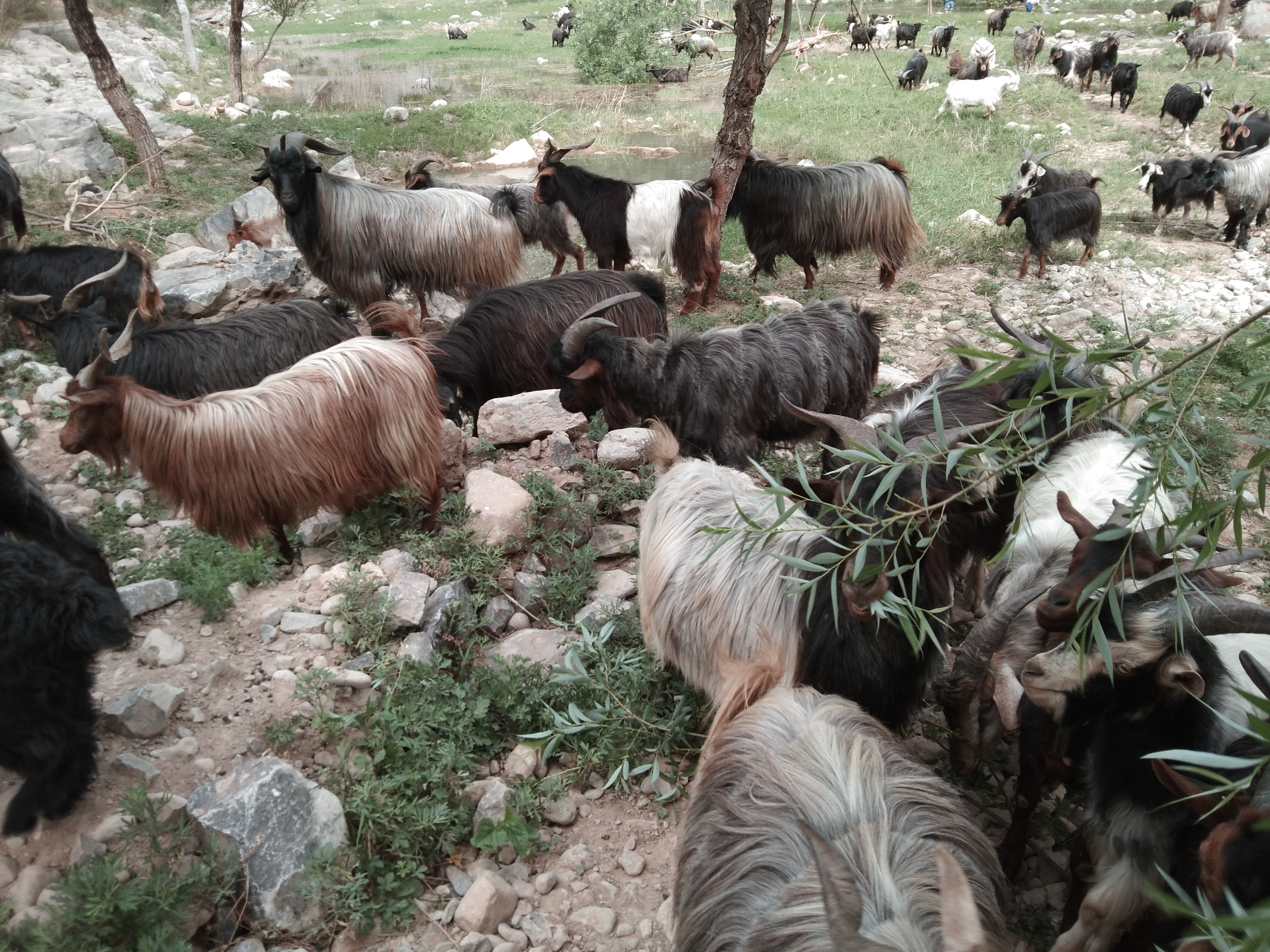 养羊分享,分享养羊日常