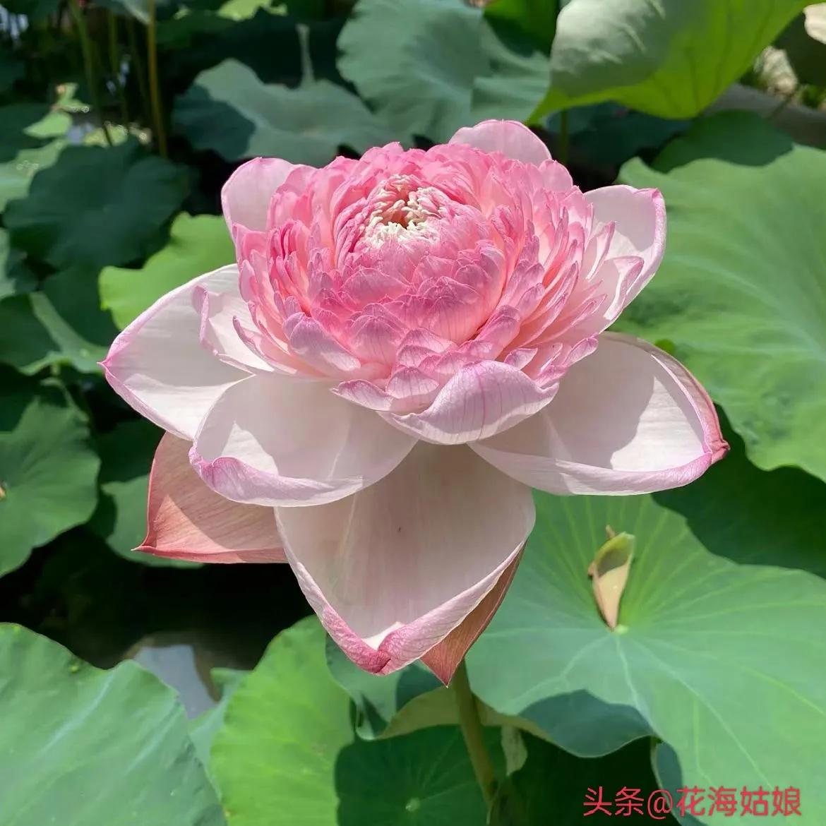 感觉自己好累好累的句子,感觉自己每天都好累好累