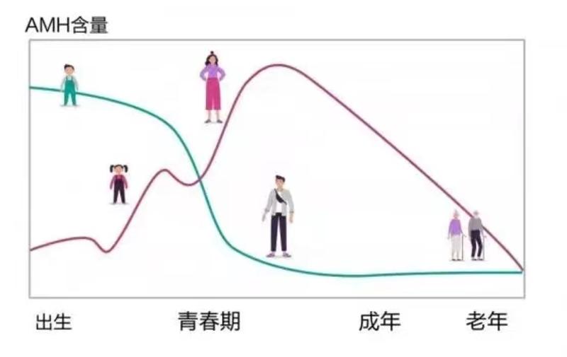 抗缪勒管激素amh是什么,男性抗缪勒管激素amh检测低怎么办