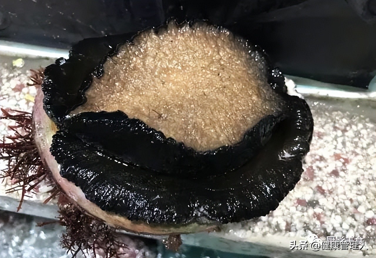 世界顶级海鲜食材,世界顶级的海鲜视频