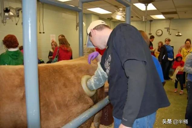 美国为什么养牛要在牛身上开洞,美国人养牛为什么要在牛身上开洞