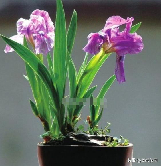 鸢尾花哪种比较好养,鸢尾耐寒品种