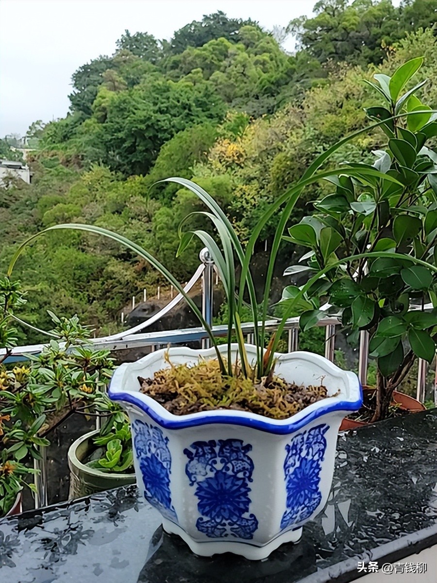 如何分辨花市兰花骗局,网上买兰花怎么鉴别