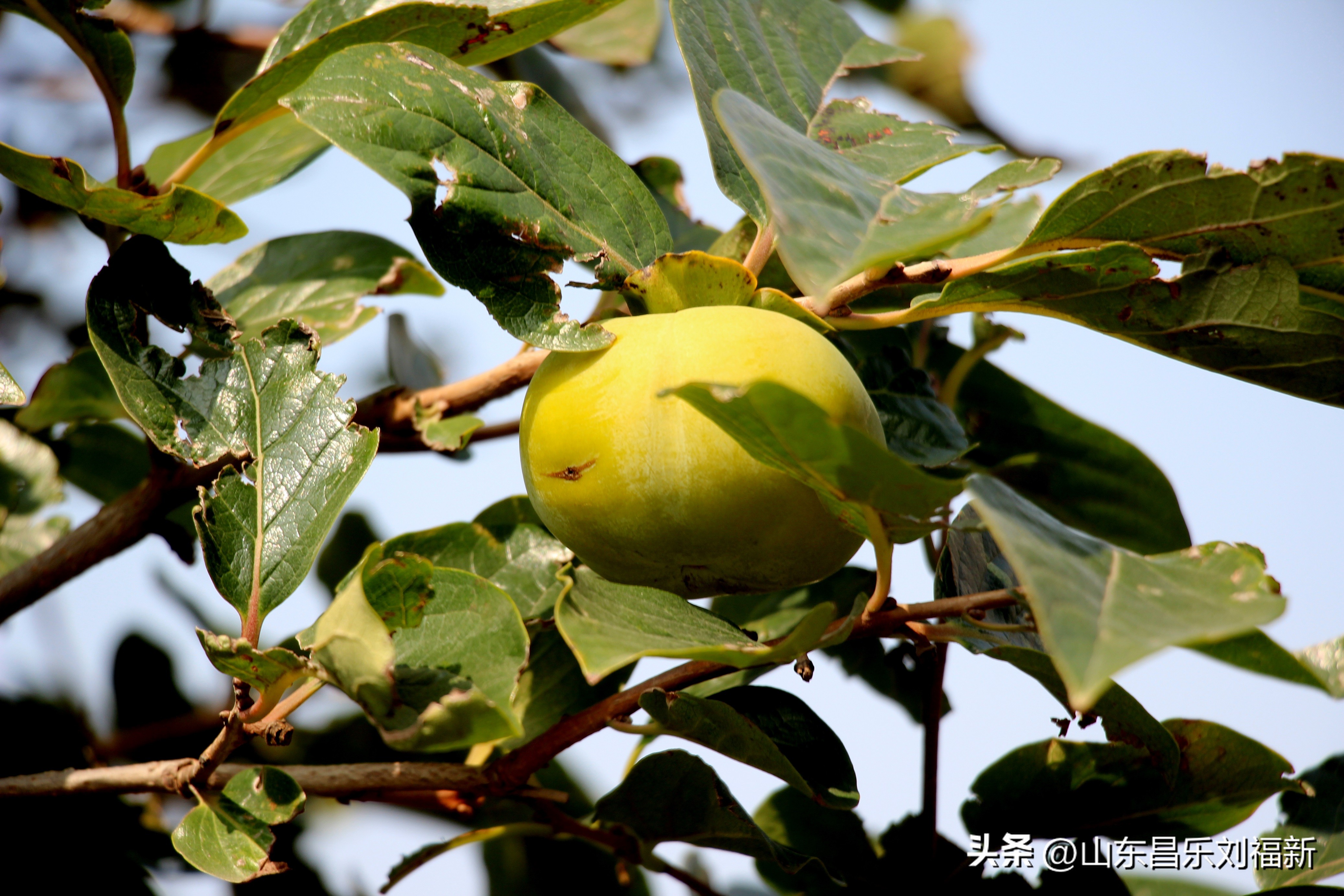 碧水龙庭深圳7栋4单元,顺光风景片拍摄