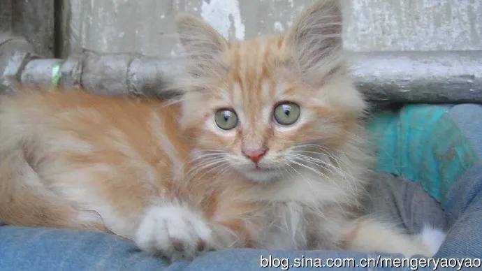 忧郁的毛毛小说,情缘伤感情歌