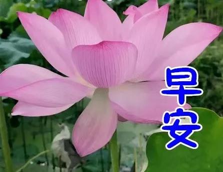 最新版早上好最漂亮表情图片,精美早上好动态表情最新版