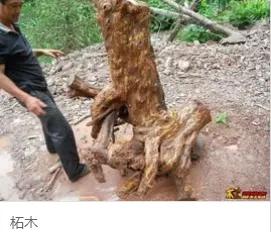 钻木取火木材着火点,适合钻木取火的木材