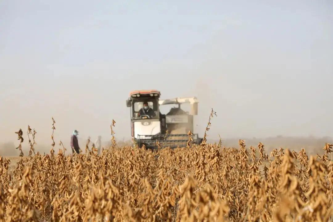 河北一地首次发现野生大豆,中国近期发现的野生大豆