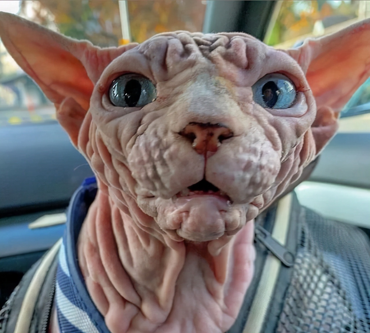 这几种猫最费钱有钱人才养得起,这几种烧钱的猫已被淘汰难养得起