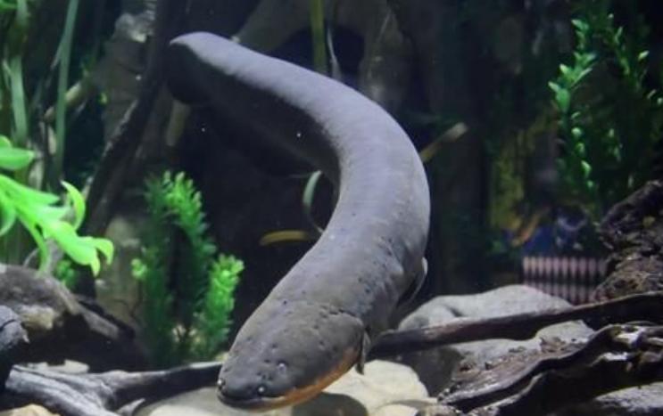 鳄鱼袭击电鳗打法视频,鳄鱼袭击鳗鱼