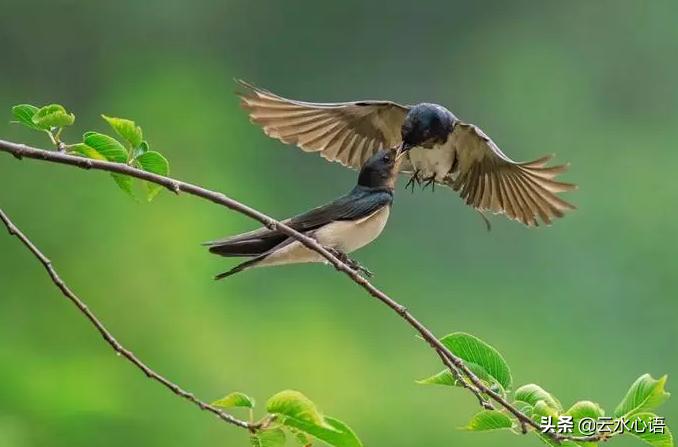 立春最美的十首诗,立春最出名的一首古诗七言绝句