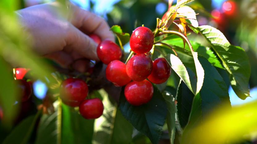 京东生鲜首发全国首批智利车厘子,京东生鲜智利车厘子重庆发货