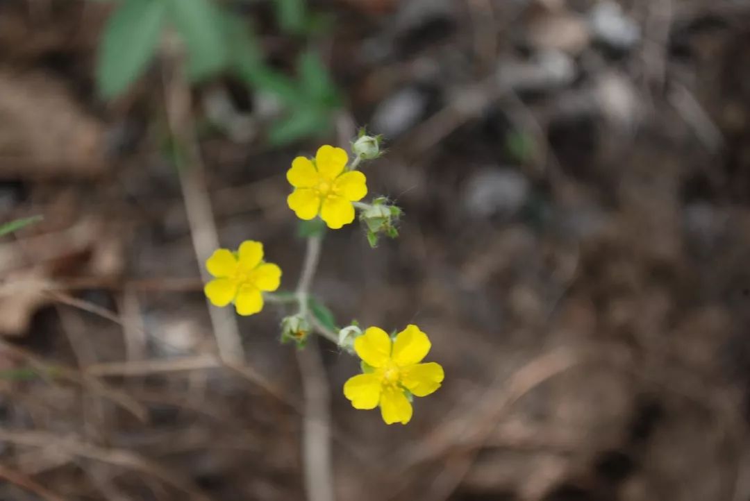 150种常见药用植物大全,150余种常见药用植物花期组图