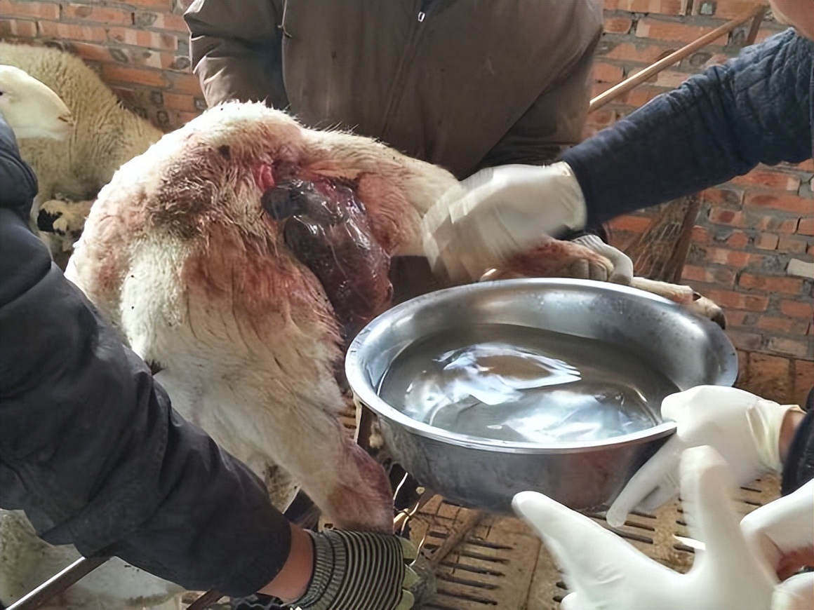 羊出现了子宫脱落还有救吗,羊掉胎的最佳治疗方法