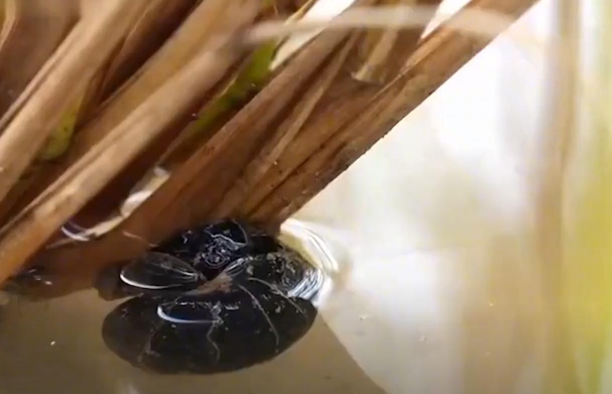 男子养殖螃蟹,男子养4个龙虾致富