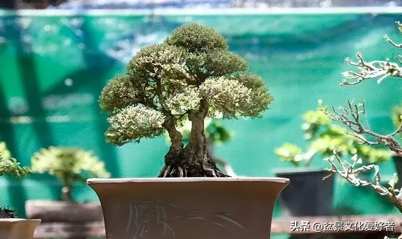 盆景枝条蟠扎后如何正确拿弯,大型松树盆景拿弯过程视频